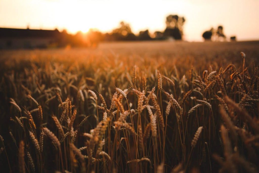 Wheat Fields